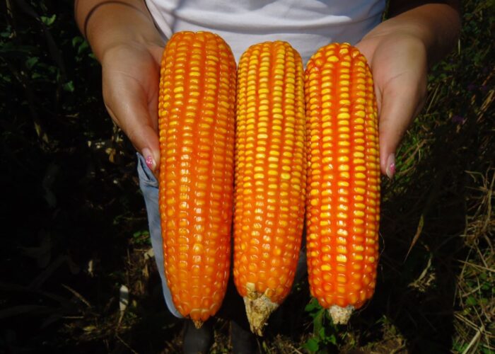 Se incrementará siembras de maíz amarillo ante mejor precio internacional